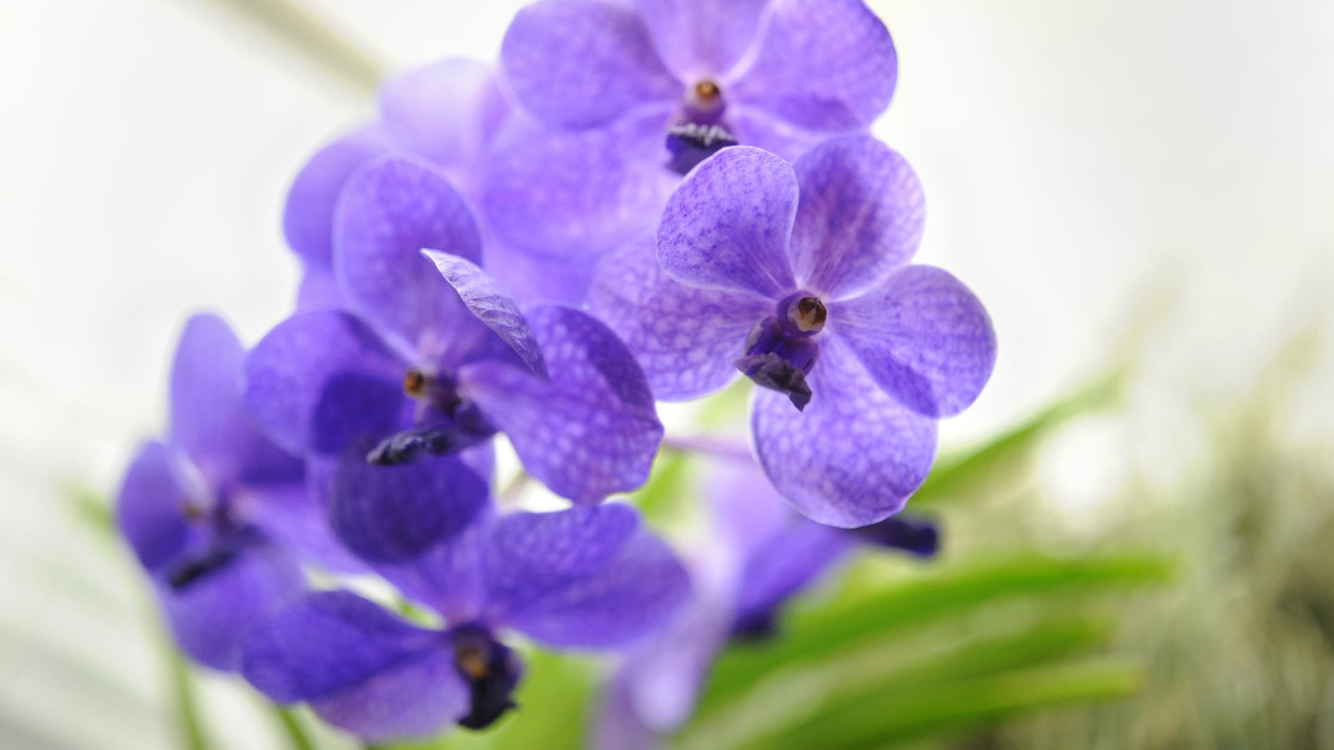 Orchidee Vanda wächst nicht im Topf.