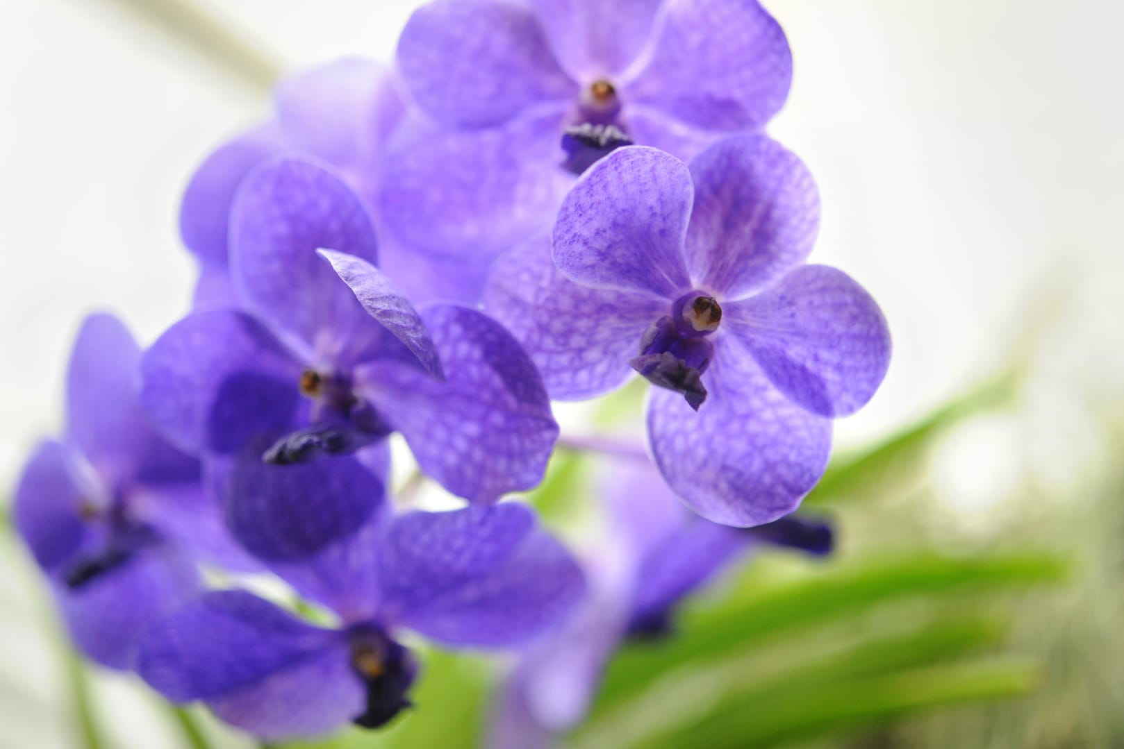 Orchidee Vanda wächst nicht im Topf.