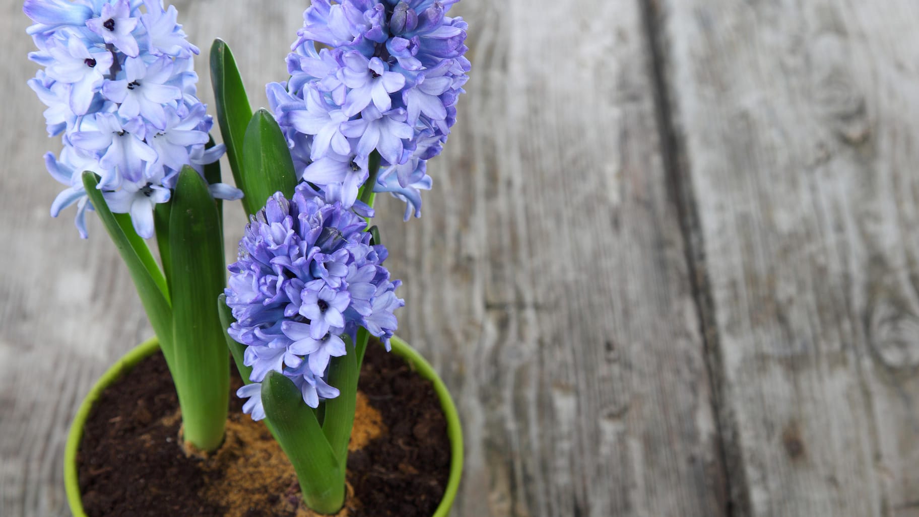 Hyazinthen im Topf: Wenn sich die ersten Blüten zeigen, verträgt der Frühlingsblüher etwas höhere Zimmertemperaturen.