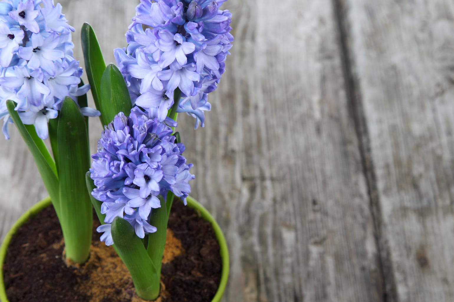 Hyazinthen im Topf: Wenn sich die ersten Blüten zeigen, verträgt der Frühlingsblüher etwas höhere Zimmertemperaturen.