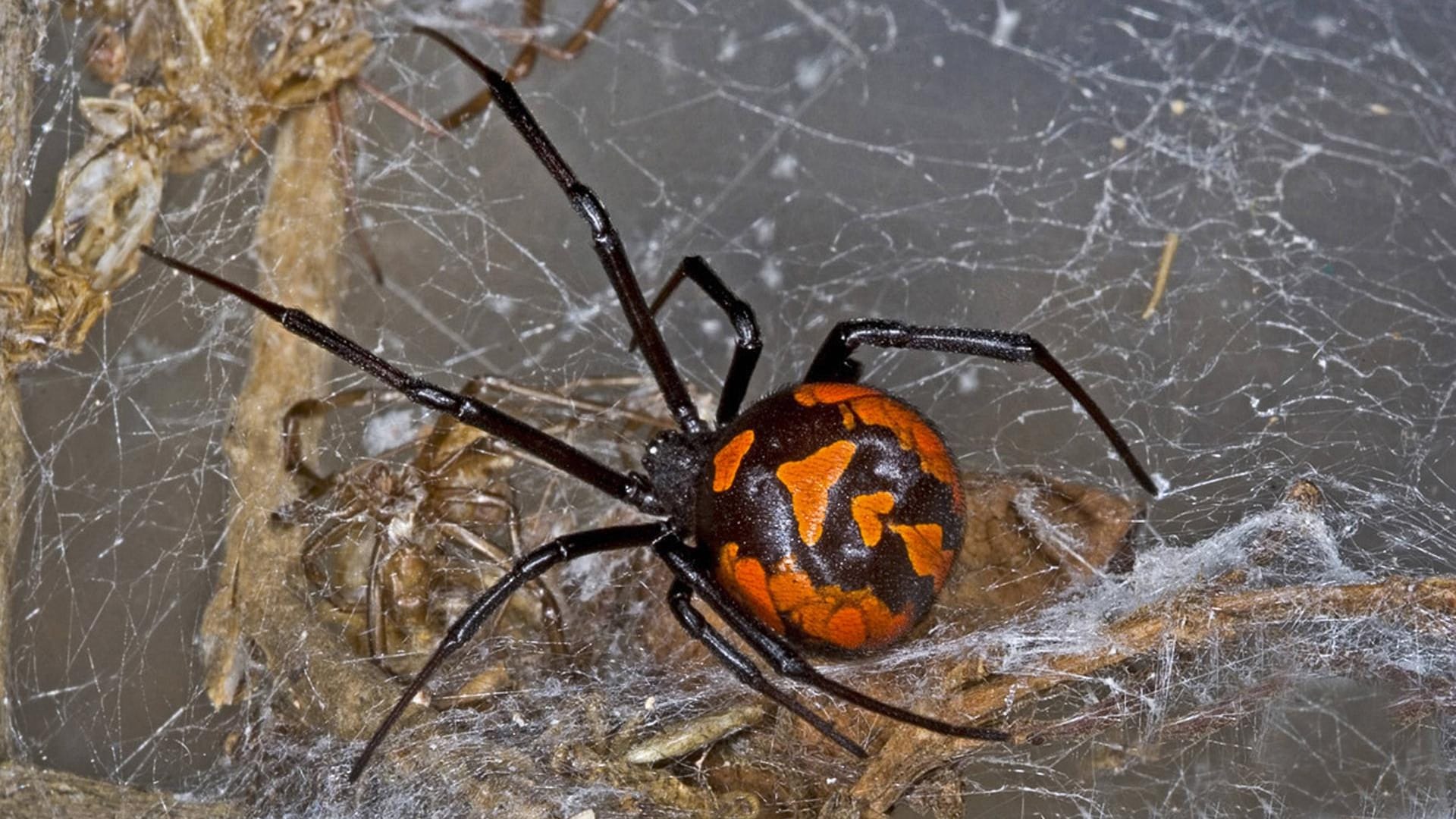 Im Netz der Schwarzen Witwe verfangen sich eher große geflügelte Insekten.