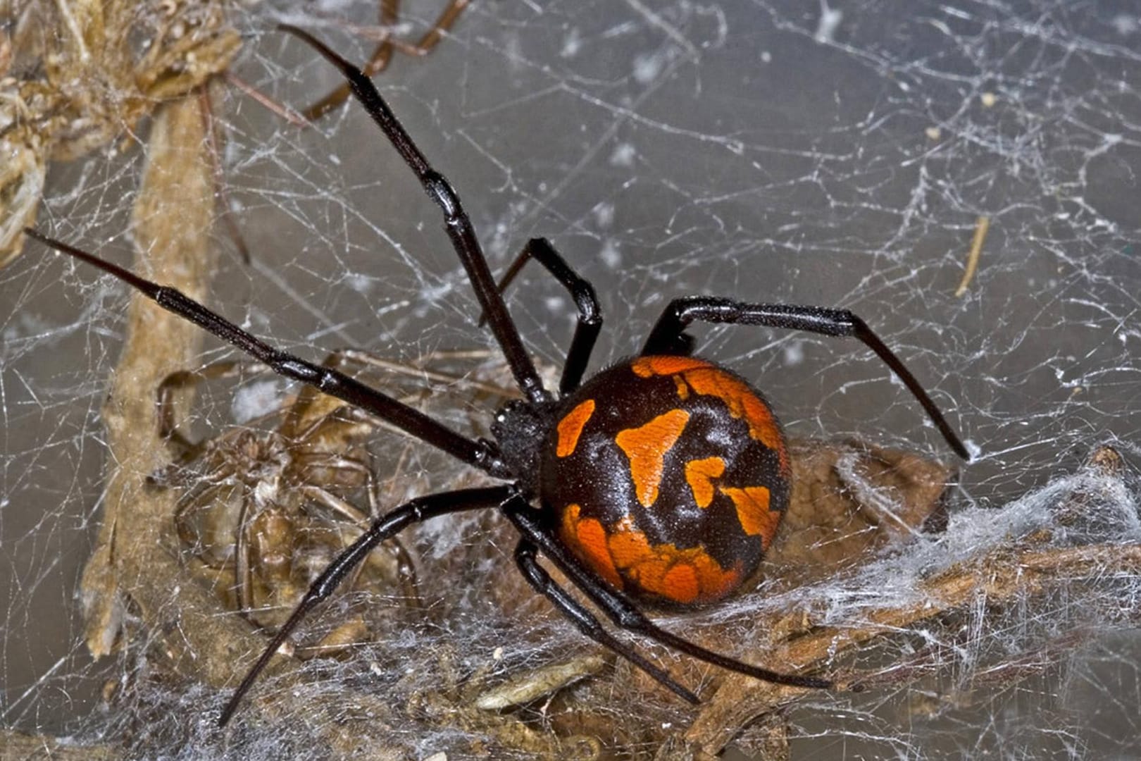 Im Netz der Schwarzen Witwe verfangen sich eher große geflügelte Insekten.