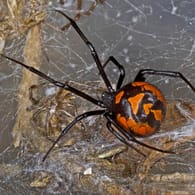 Im Netz der Schwarzen Witwe verfangen sich eher große geflügelte Insekten.