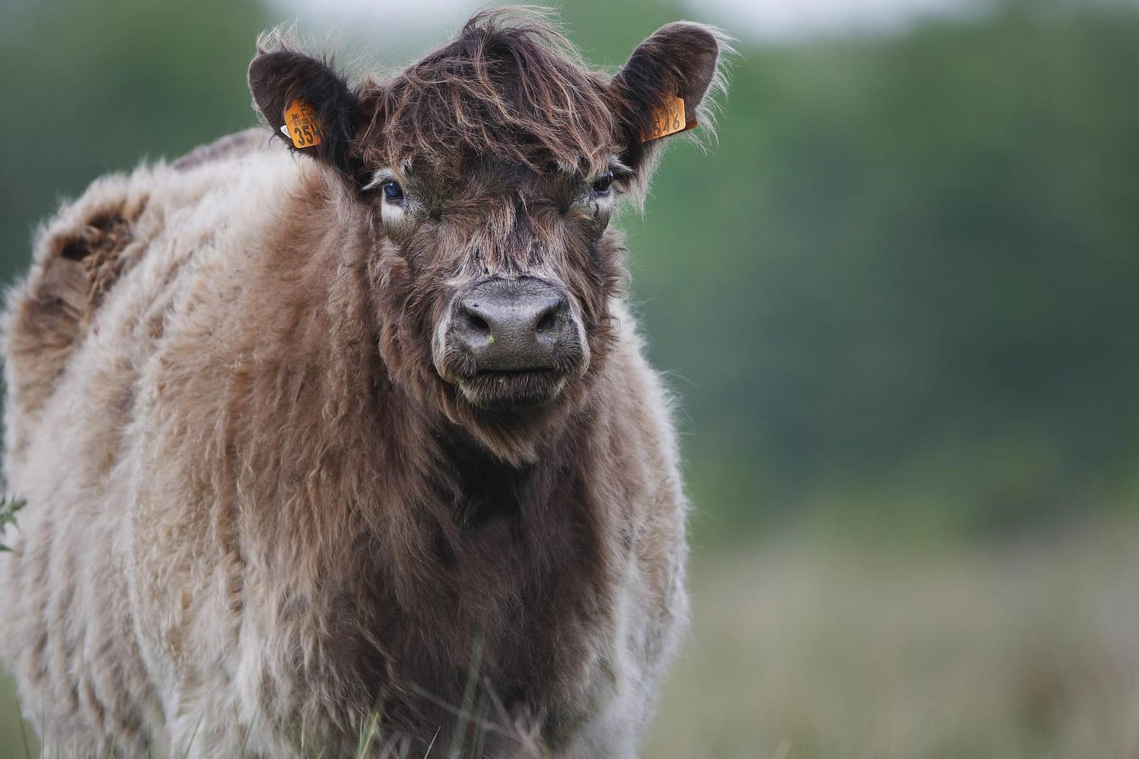 Gallowayrinder gelten als sanfte Rinderrasse.