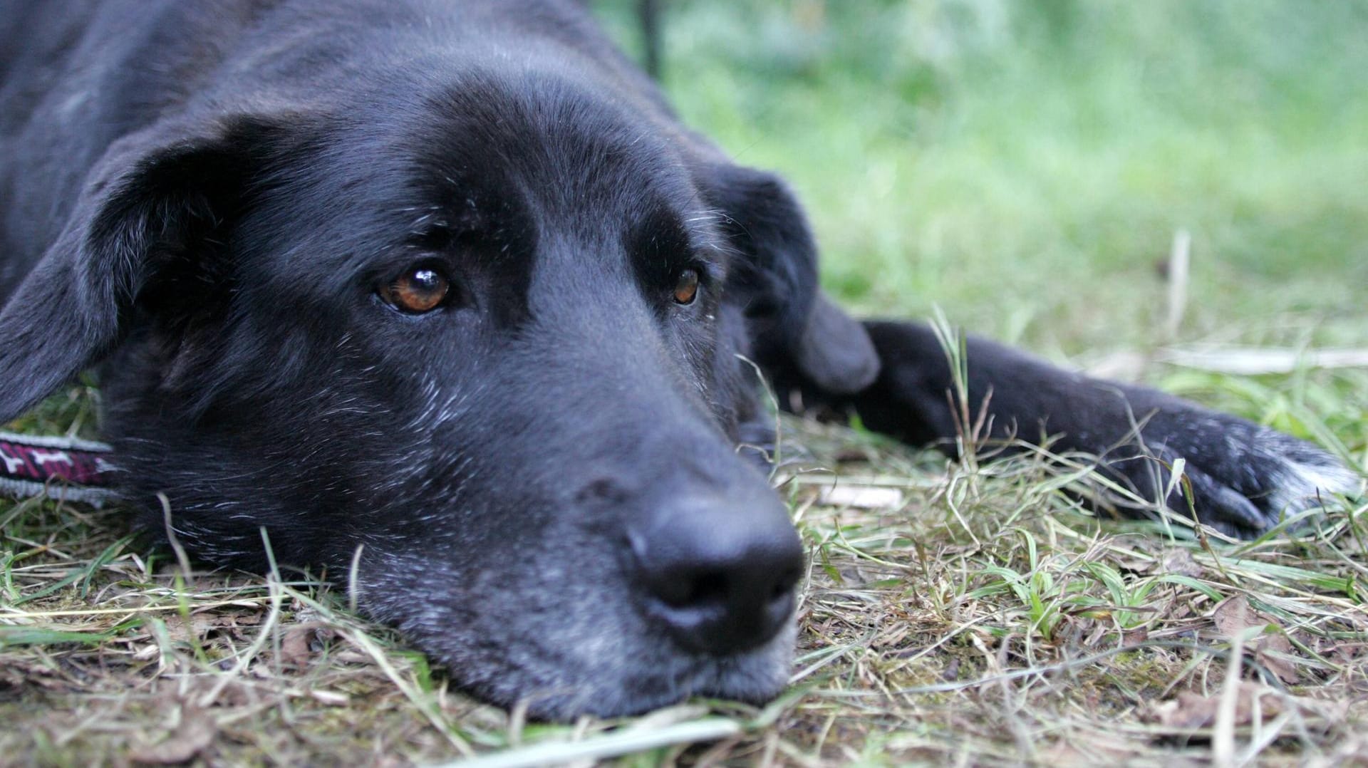 Sie sollten nicht Ihren Hund für die Inkontinenz verantwortlich machen.