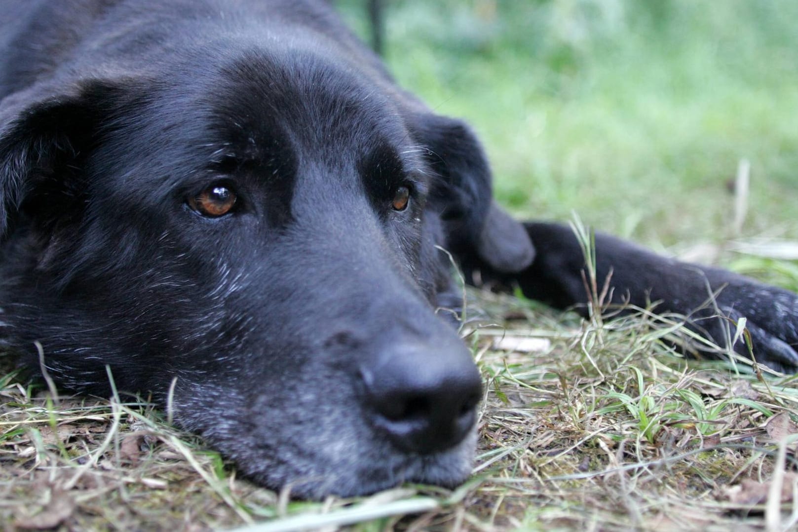 Sie sollten nicht Ihren Hund für die Inkontinenz verantwortlich machen.