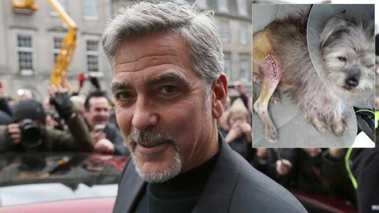 George Clooney hat den kleinen Nate aus dem Tierheim gerettet.