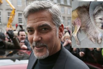 George Clooney hat den kleinen Nate aus dem Tierheim gerettet.