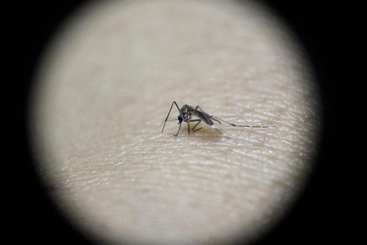 Die Gelbfiebermücke ist Überträger des Zika-Virus.