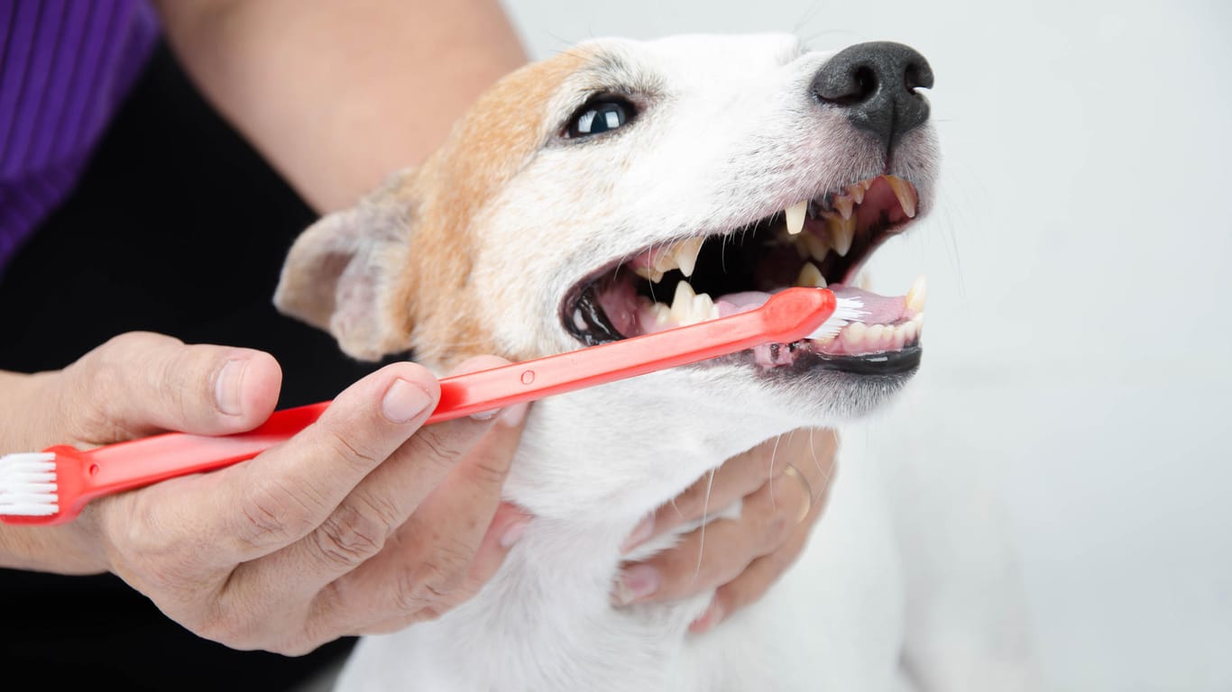 Spezielle Zahnbürsten für Hunde können Abhilfe bei schlechtem Atem schaffen.
