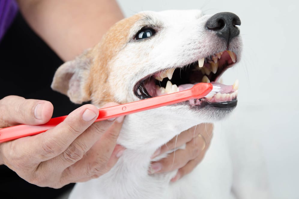 Spezielle Zahnbürsten für Hunde können Abhilfe bei schlechtem Atem schaffen.