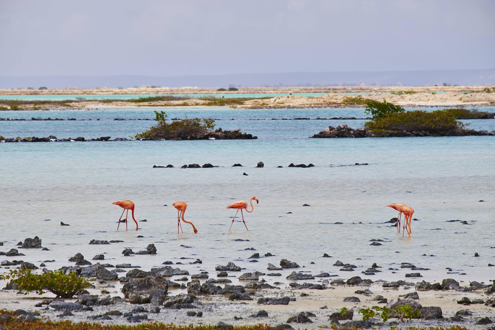 Bonaire wird auch die "Insel der Flamingos" genannt. Vor allem im Süden der Insel sind die Tiere vertreten.