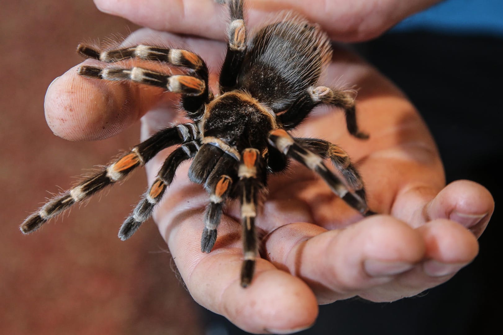 Eine Vogelspinne lässt manchen Betrachter erschaudern.
