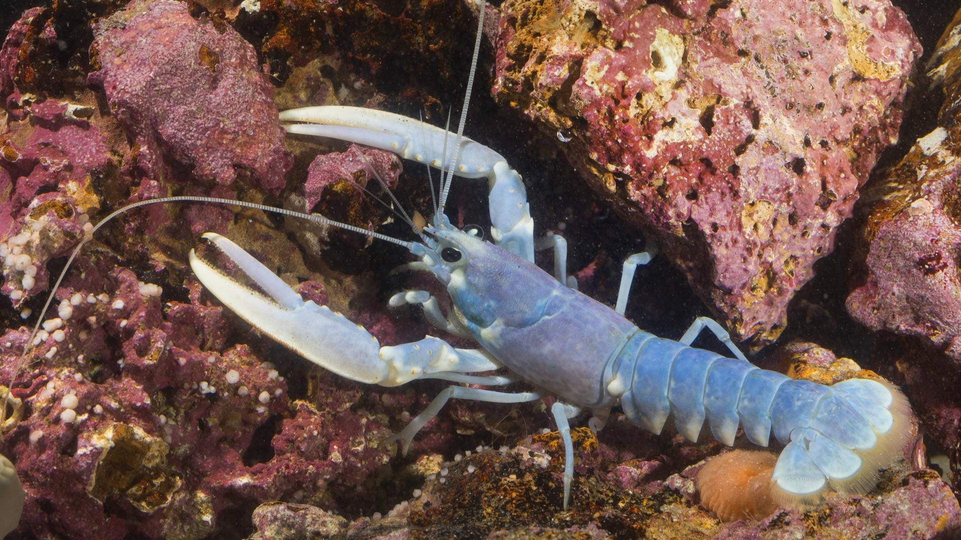 Der blaue Hummer ist mit seiner Farbgebung in der Natur besonders auffällig.