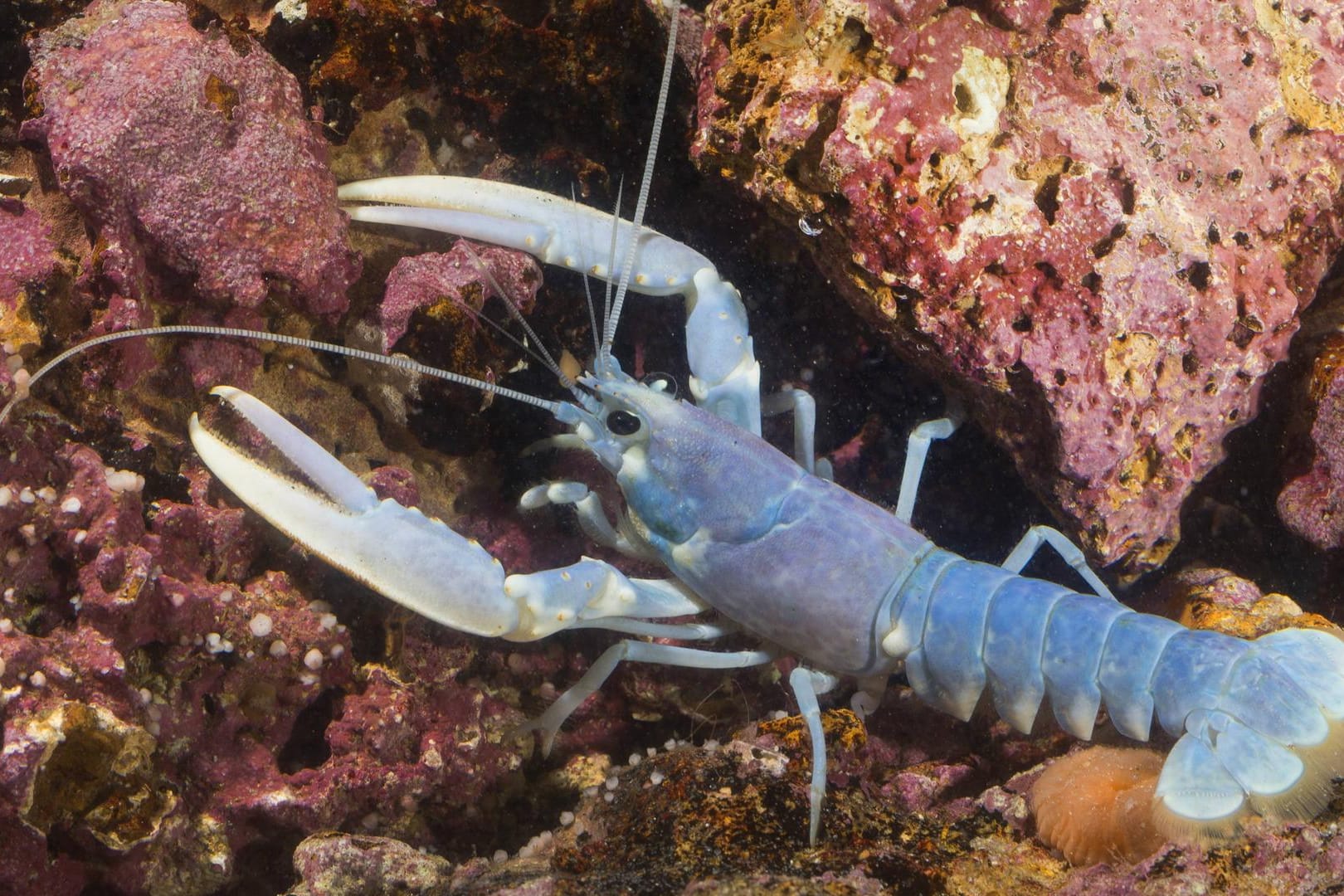 Der blaue Hummer ist mit seiner Farbgebung in der Natur besonders auffällig.