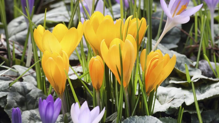 Frühjahrskrokus (Crocus albiflorus): Nach der Blüte sollten Sie Krokusse unbedingt stehen lassen, damit sie Kraft fürs nächste Jahr sammeln können.
