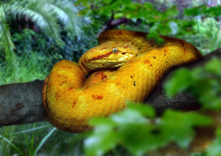 Die brasilianische Regierung hat aus gutem Grund das Betreten dieser Insel untersagt: Hier leben tausende Exemplare der Goldenen Lanzenottter - eine der giftigsten Schlangen der Welt. Aus diesem Grund trägt das Eiland auch den Spitznamen Schlangeninsel.