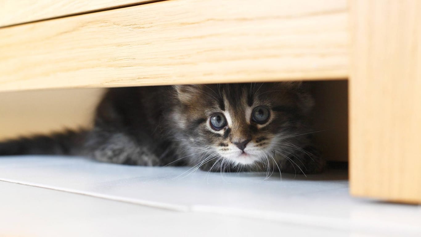 Gar nicht lustig: Katzen können durch den Schreck eine Verhaltensstörung entwickeln.