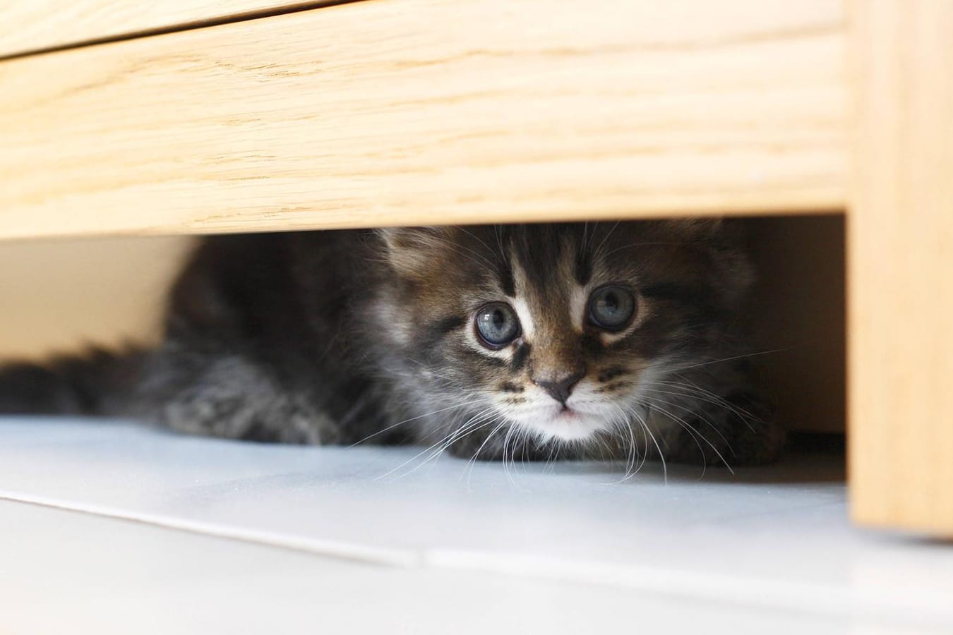 Gar nicht lustig: Katzen können durch den Schreck eine Verhaltensstörung entwickeln.