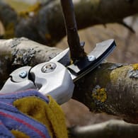Schrotschusskrankheit erkennen und vorbeugen