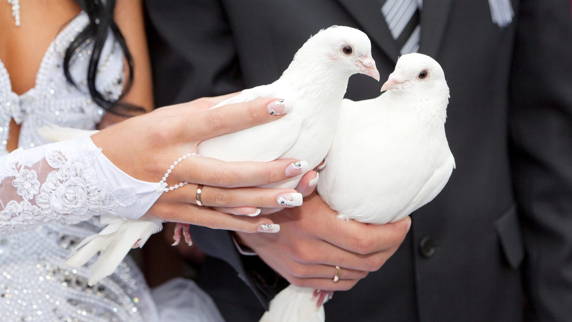 Monogame Taubenpaare werden für Hochzeiten oft getrennt, damit sie schneller zum Heimatschlag zurückkehren.