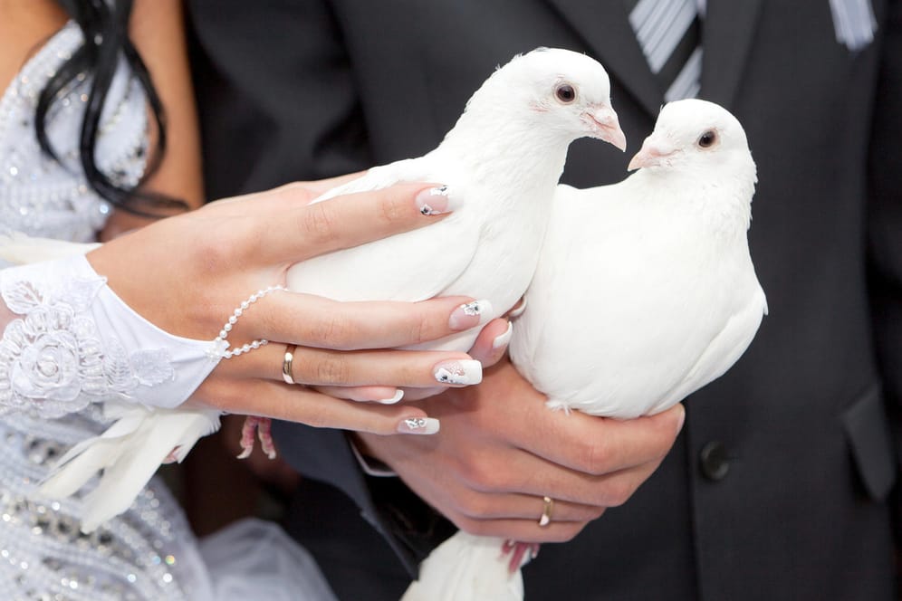 Monogame Taubenpaare werden für Hochzeiten oft getrennt, damit sie schneller zum Heimatschlag zurückkehren.