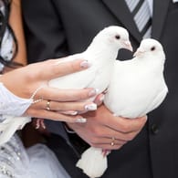 Monogame Taubenpaare werden für Hochzeiten oft getrennt, damit sie schneller zum Heimatschlag zurückkehren.