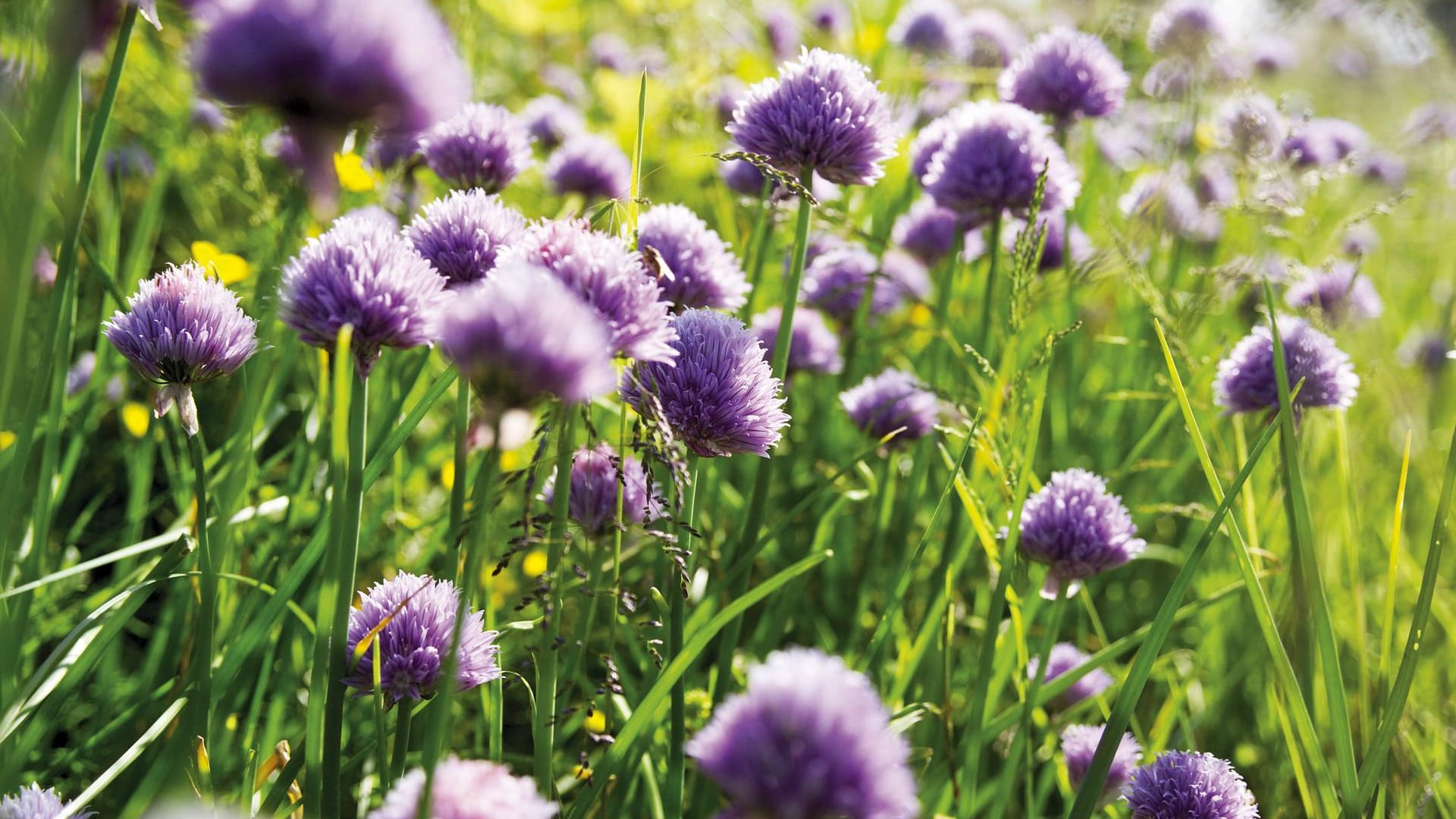 Im Mai blüht Schnittlauch in großen Blüten.