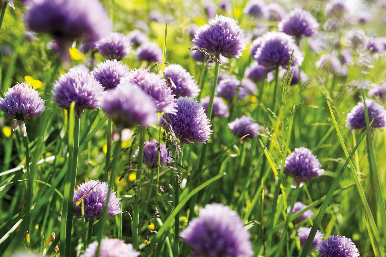 Im Mai blüht Schnittlauch in großen Blüten.