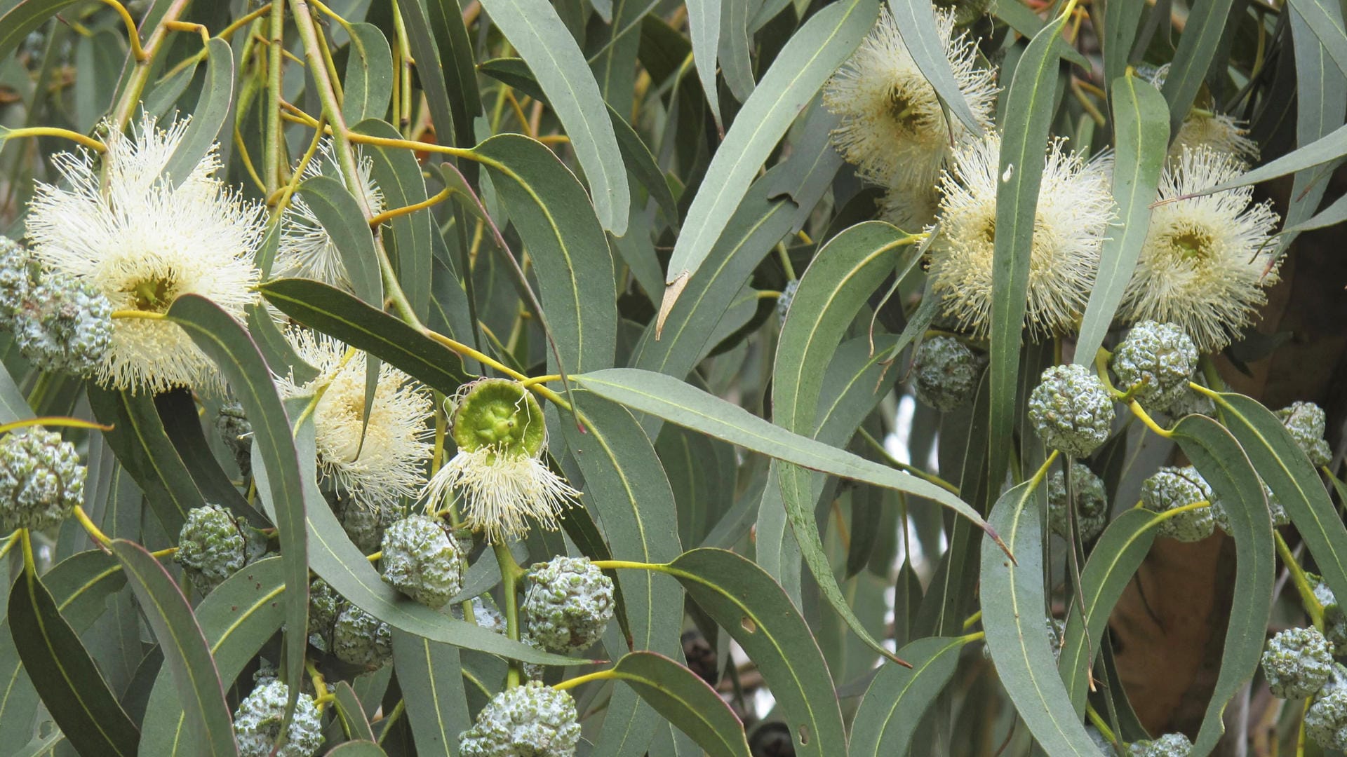 Eukalyptus findet oft bei Erkältungsbeschwerden Anwendung.