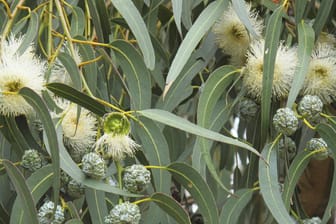 Eukalyptus findet oft bei Erkältungsbeschwerden Anwendung.