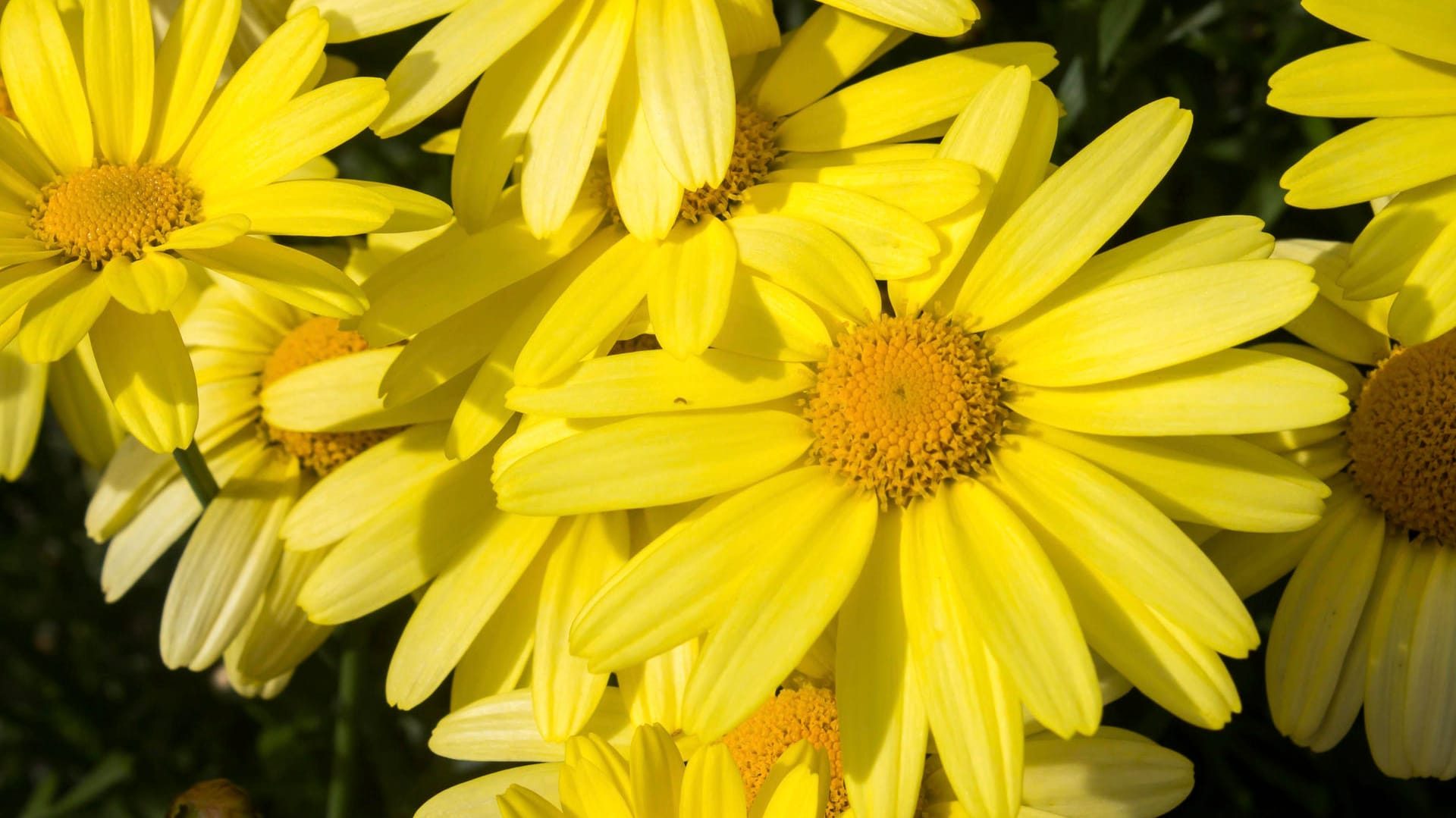 Arnika ist in den Alpen an ihren hellgelben Blüten zu erkennen.