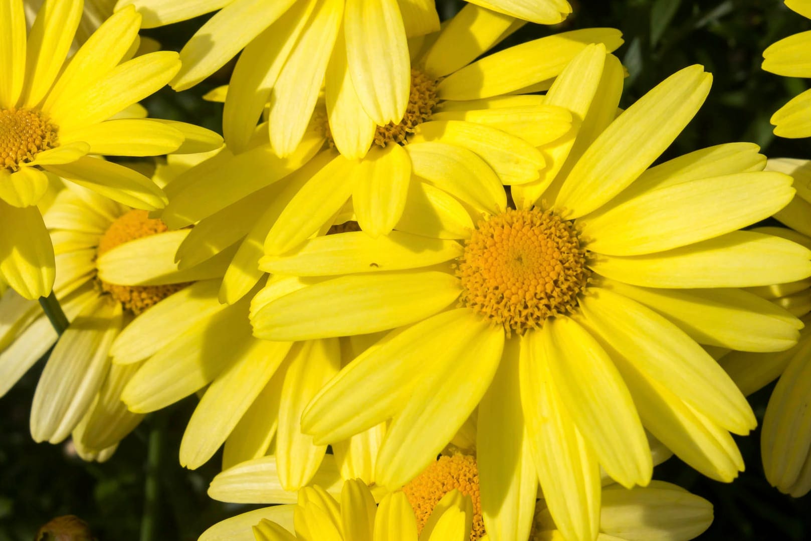 Arnika ist in den Alpen an ihren hellgelben Blüten zu erkennen.