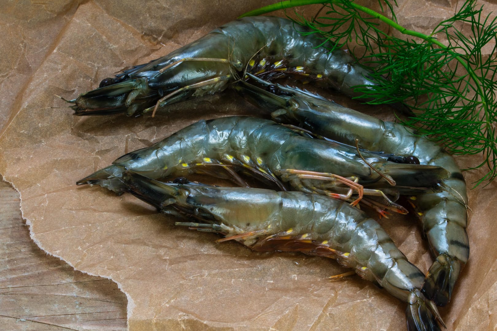 Schwarze Tigergarnelen sind eine besondere Züchtung.