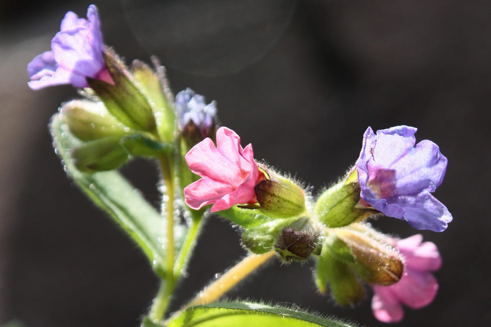 Lungenkraut trägt gleichzeitig rosa und blaue Blüten.