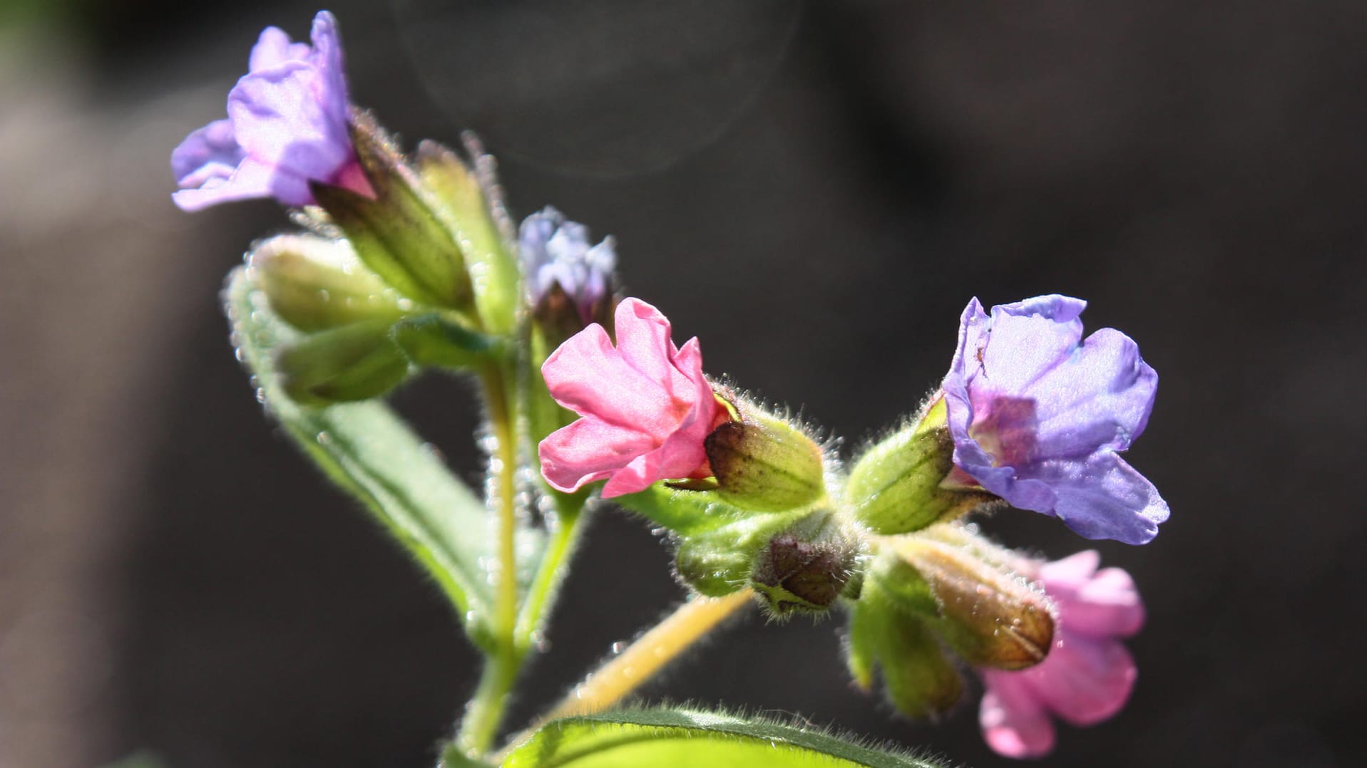 Lungenkraut trägt gleichzeitig rosa und blaue Blüten.