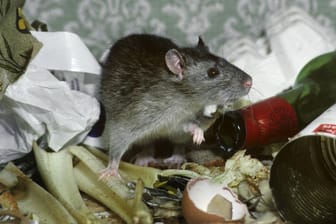 Lassen Sie Ihren Müll besser nicht offen herumliegen, das lockt Ratten an.