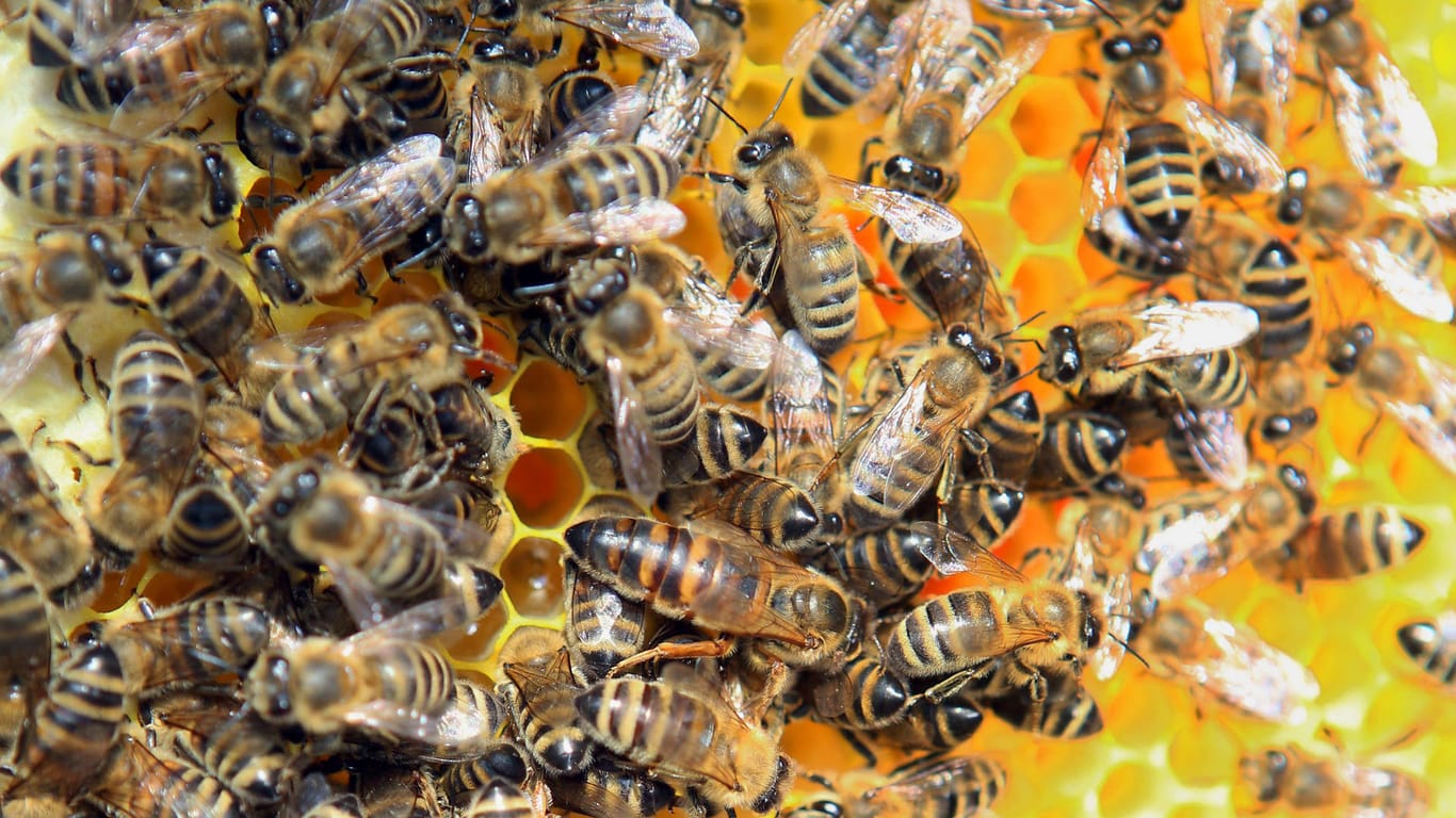 Wildes Treiben: Die Aufgaben im Bienenstaat sind klar verteilt.