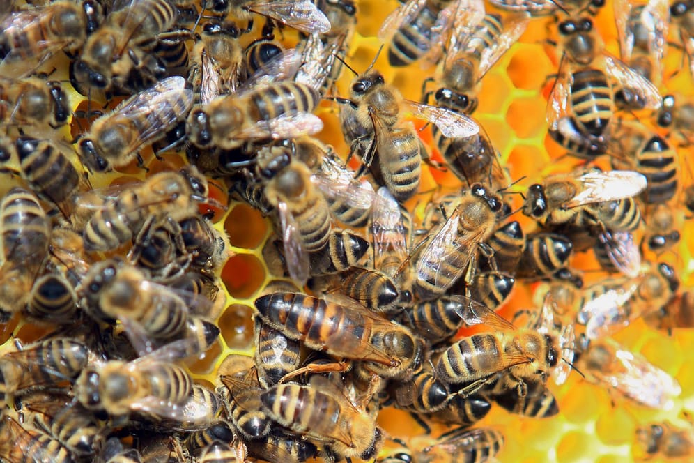 Wildes Treiben: Die Aufgaben im Bienenstaat sind klar verteilt.