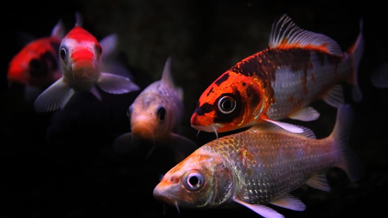 KoiHaltung im Gartenteich Tipps und Alternativen zum Koi