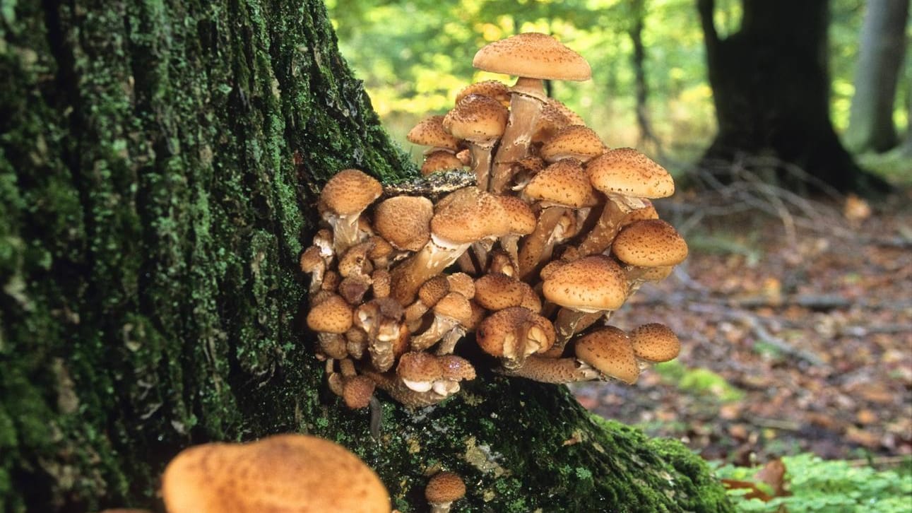 Der Hallimasch wächst bevorzugt an Holz und Bäumen.