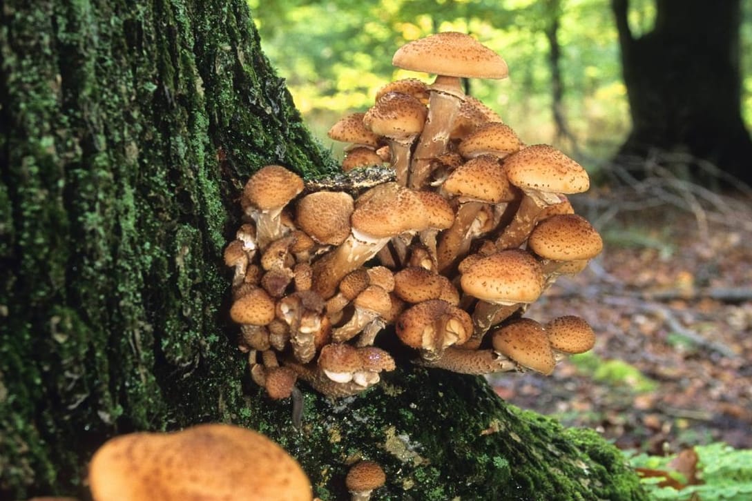 Der Hallimasch wächst bevorzugt an Holz und Bäumen.