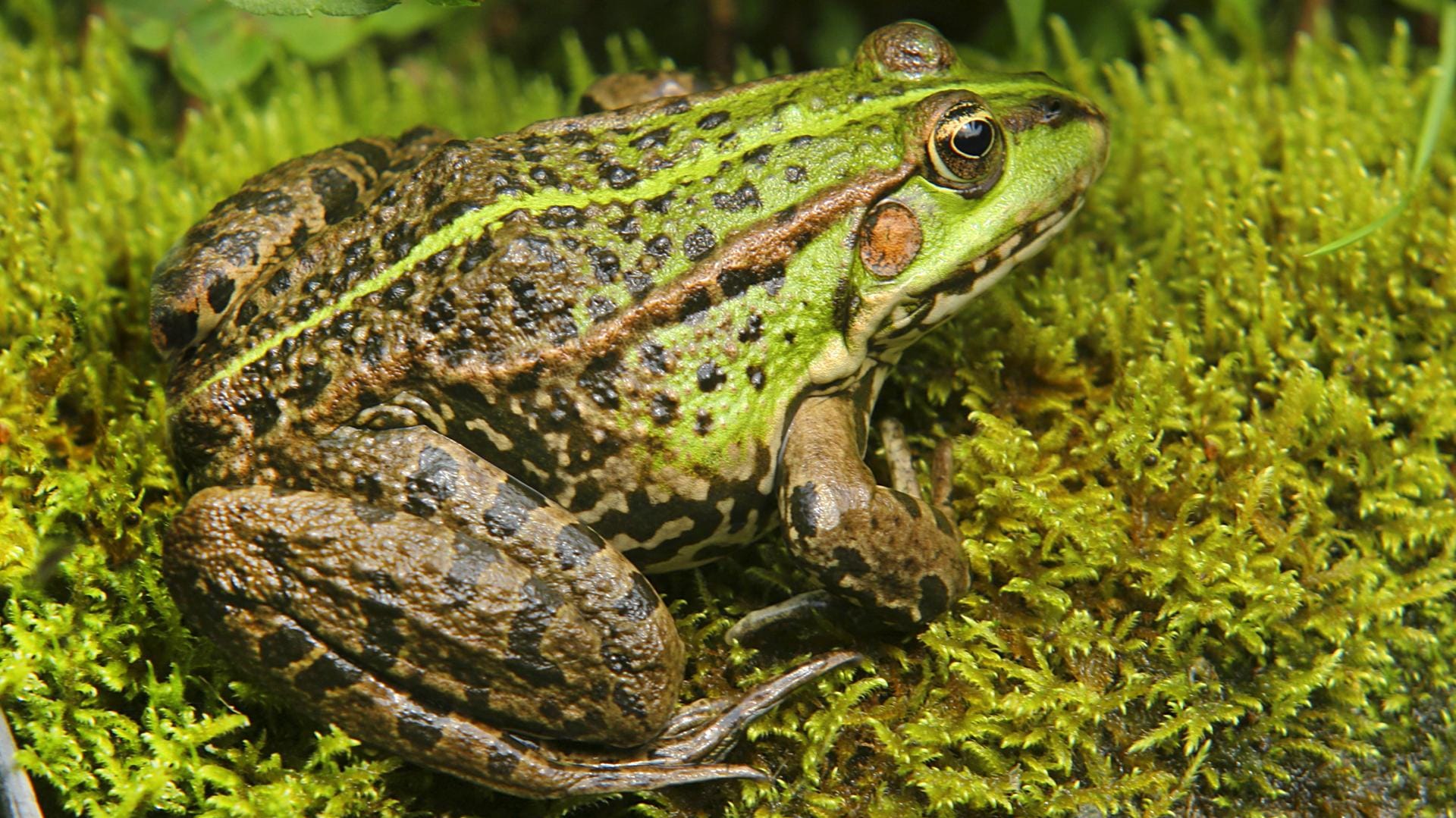 Grünfrösche siedeln sich oftmals in Gartenteichen an.