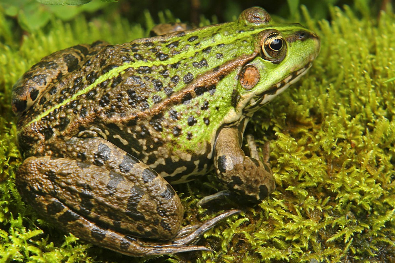 Grünfrösche siedeln sich oftmals in Gartenteichen an.