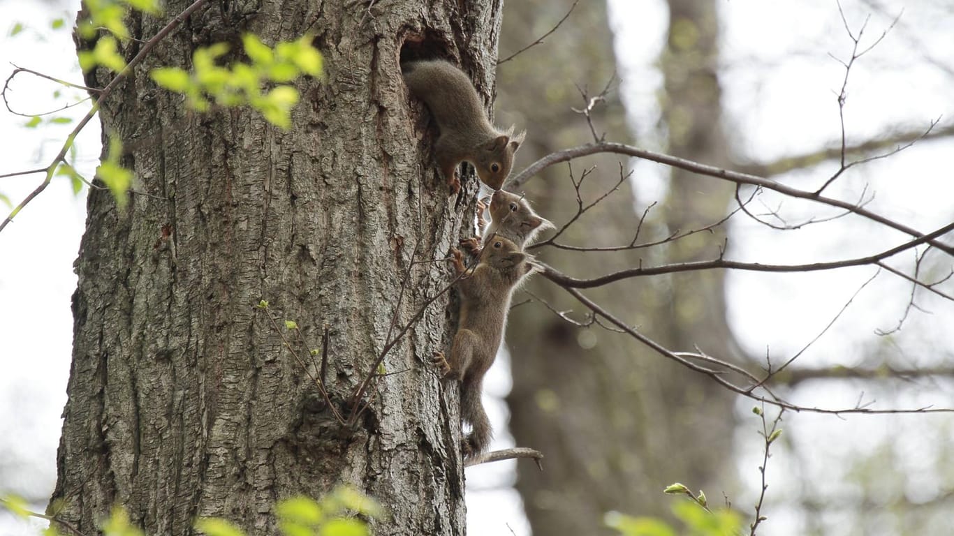 Etwa 40 Tage nach der Geburt verlassen die kleinen Eichhörnchen zum ersten Mal das Nest.