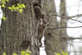 Etwa 40 Tage nach der Geburt verlassen die kleinen Eichhörnchen zum ersten Mal das Nest.