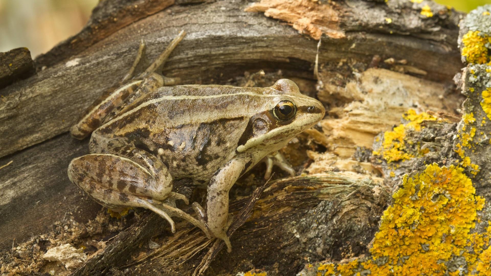 Im Winter wird der Waldfrosch zum Eisfrosch.