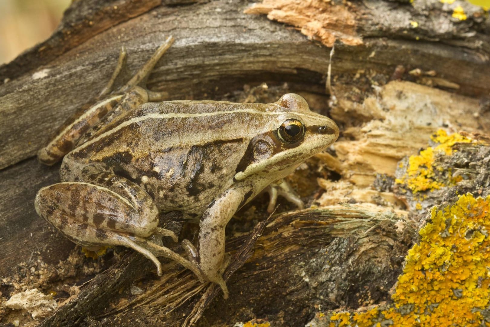 Im Winter wird der Waldfrosch zum Eisfrosch.