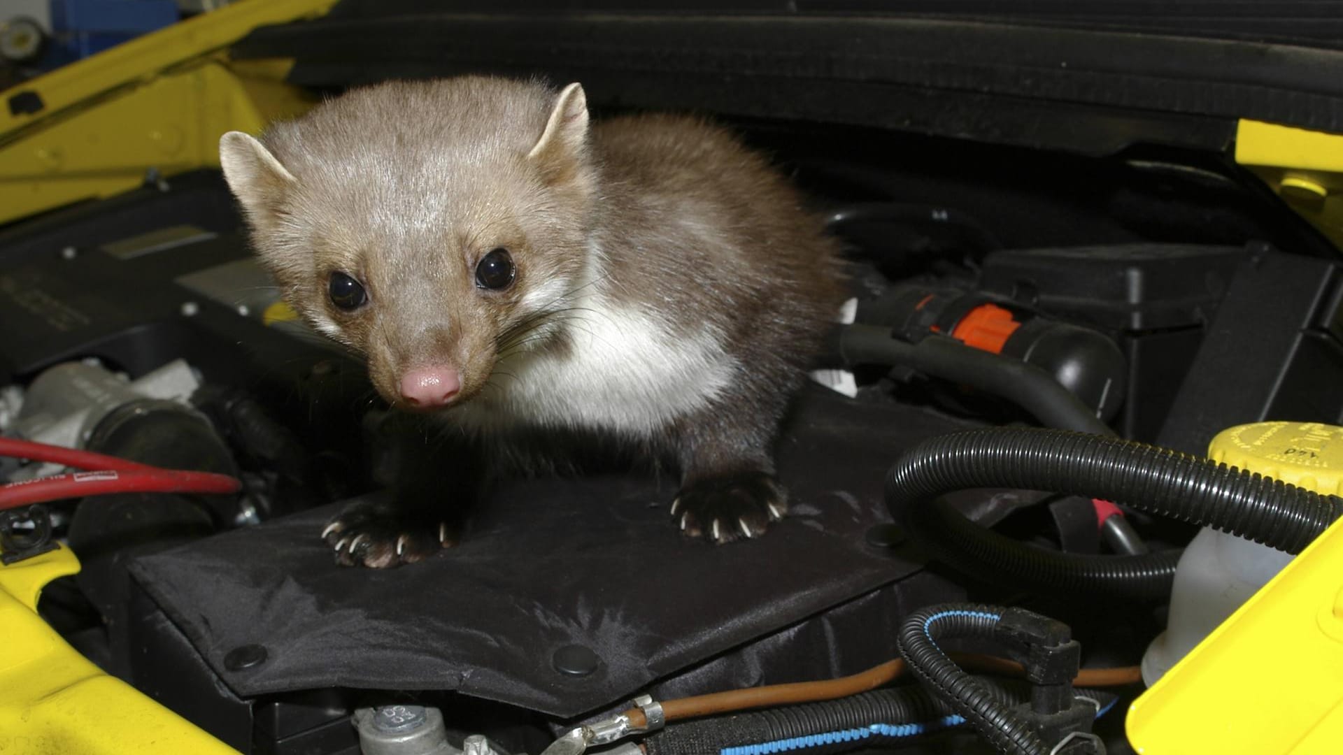 Einen Steinmarder im Motorraum kann niemand gebrauchen.