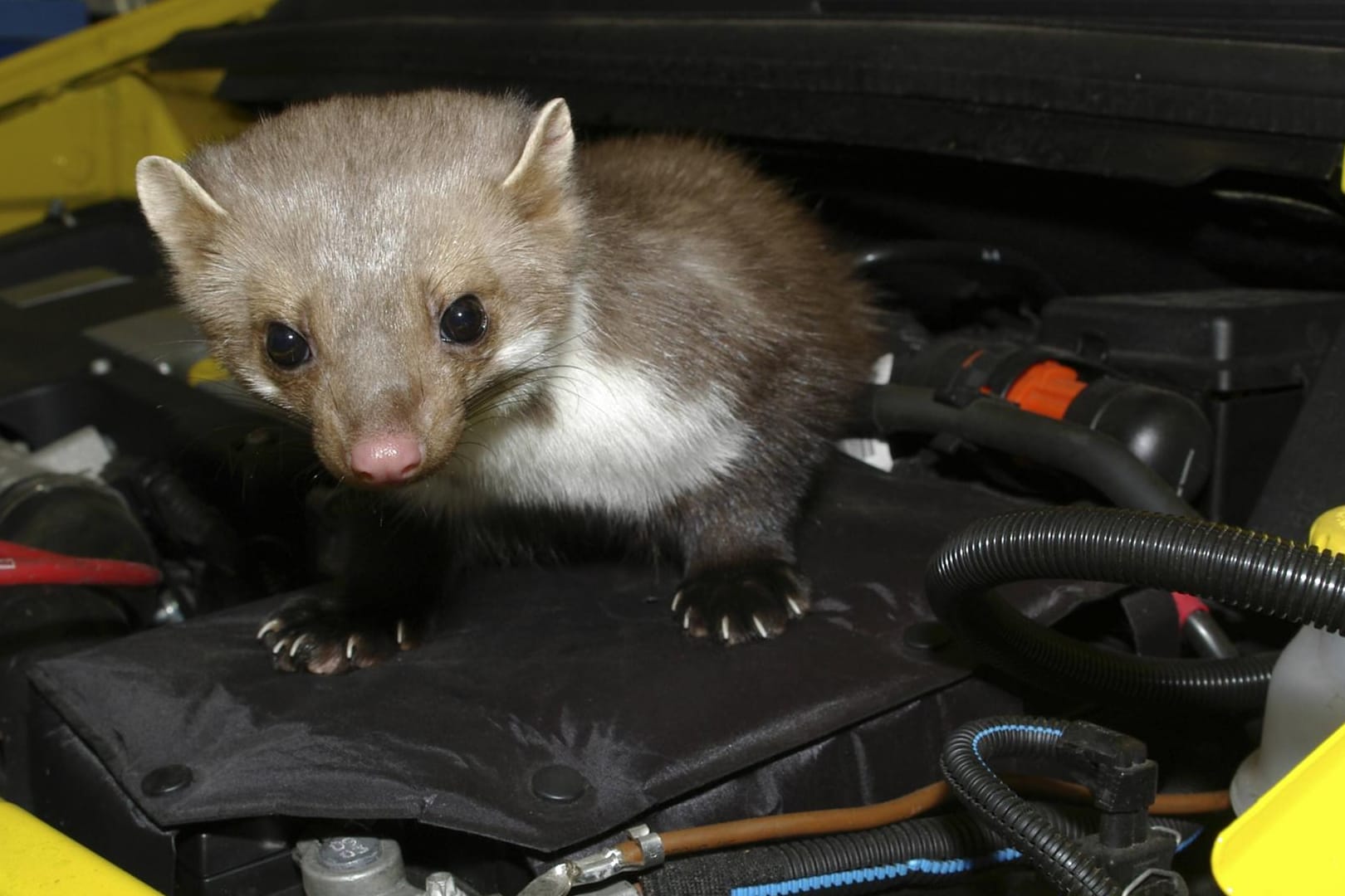 Einen Steinmarder im Motorraum kann niemand gebrauchen.